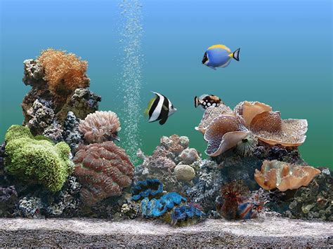 Best Aquarium Screensaver Xp Download Screensaversbiz