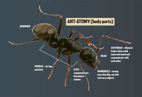 student research pages awesome ants texas parks wildlife department