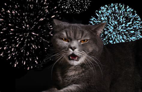 Fireworks And Fluffy How To Keep Your Cat Calm During The 4th Of July