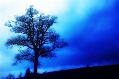 Blue Tree By Joe P On 500px Blue Tree Tree Blue