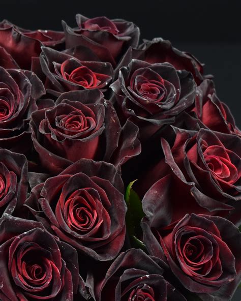 Rose Black Baccara Flowers Wa Perth