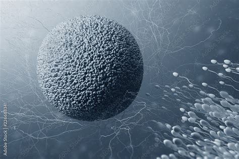Process Of Fertilization Of Female Egg Cell By Sperm Human