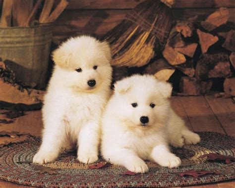 Two White American Akita Puppies Photo And Wallpaper Beautiful Two