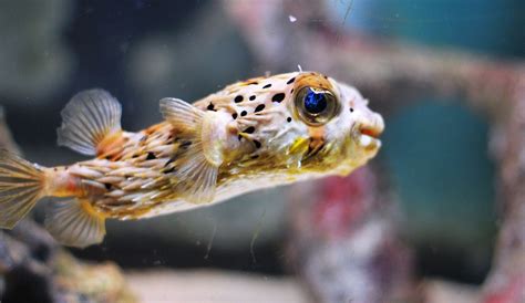 Porcupine Puffer Fish Info With Care Details And Pictures