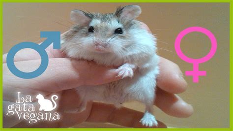 Síntesis de artículos como saber si un hamster es hembra o macho actualizado recientemente