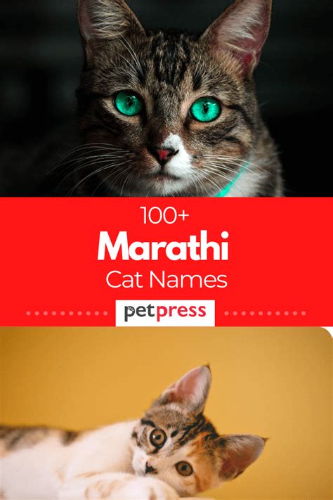 100 Unique Marathi Cat Names With Meanings