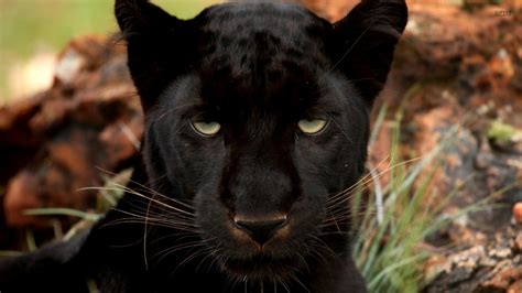 Dressed In Black Amazing Photos Of Black Animals
