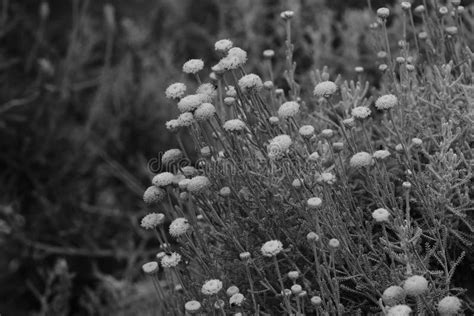 Black White Photo Of The Wild Flowers In The Park Stock Photo Image