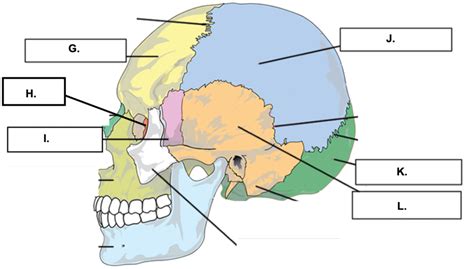 Skull Bones Diagram Quizlet