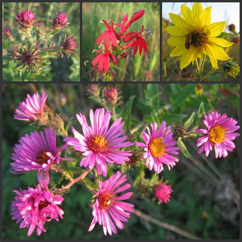 Native Indiana Wildflowers Flickr Photo Sharing