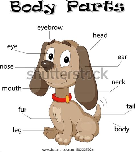 Dog Body Parts Animal Anatomy English 库存矢量图（免版税）582335026 Shutterstock