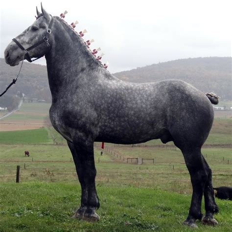 The Slower You Go The Bigger Your World Gets • The Percheron Is A Breed