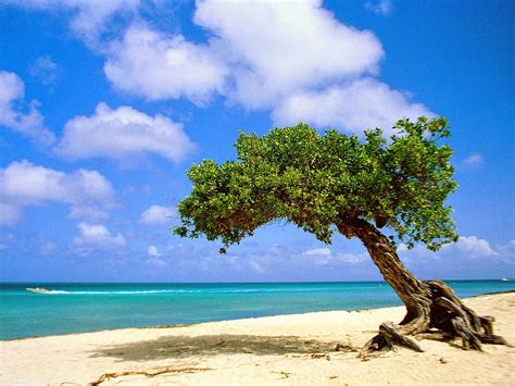 Aruba Island Off The Coast Of Venezuela Best Hotels