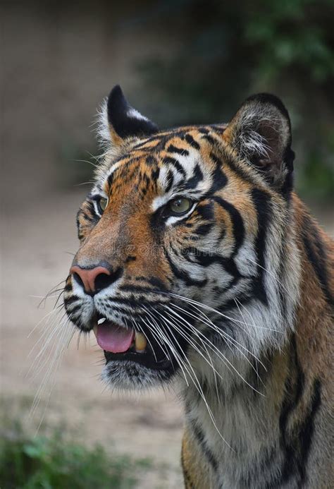 Portrait Of Sumatran Tiger Stock Photo Image Of Wildlife Republic