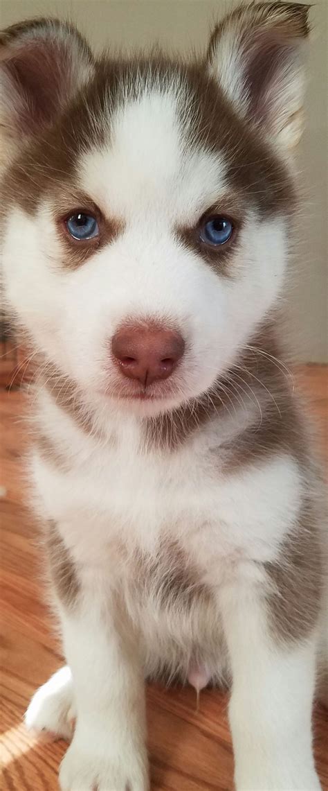 Husky Puppies With Blue Eyes
