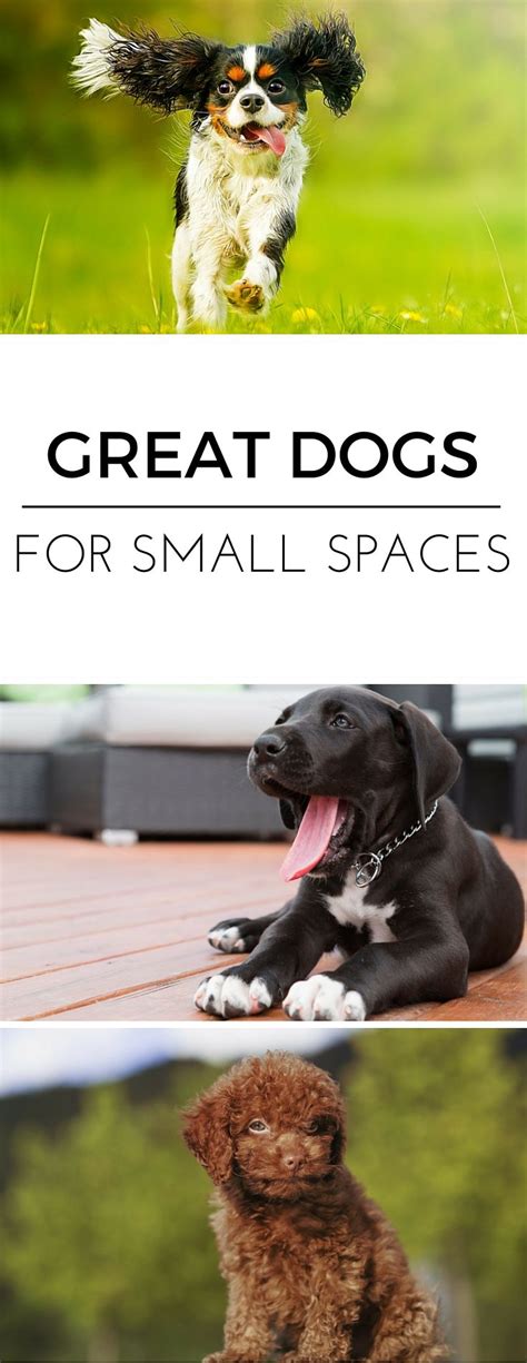 The Best Dog Breeds for Apartment Living | Best dogs, Home ...