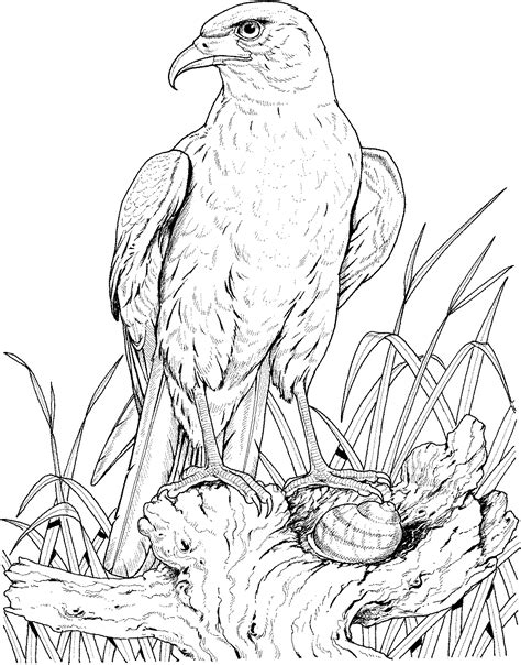 Explore 623989 free printable coloring pages for your kids and adults. Free Eagle Coloring Pages | Animal coloring pages, Bird ...