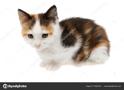Rescued on november 2nd, 2020. Cute calico kitten — Stock Photo © mahlebashieva.yahoo.com ...