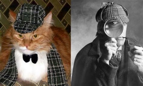 Top 10 Crime Stopping Detective Cats