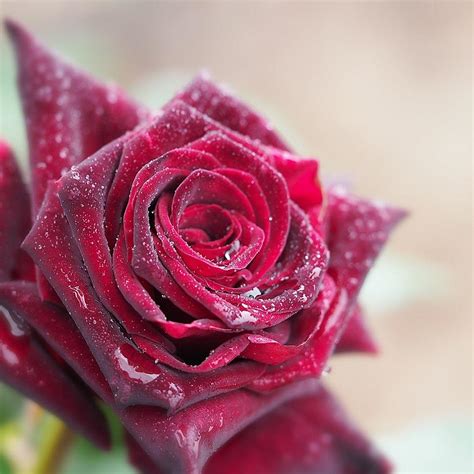 Images Of Most Beautiful Roses In The World