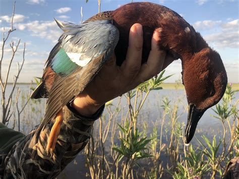 Rio Salado Duck Hunt Argentina Ramsey Russells