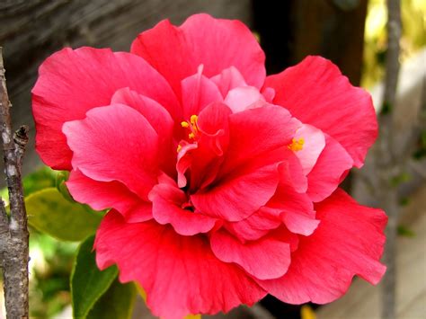 Red Flower Free Photo Download Freeimages