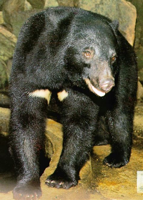 Korean Mammal Manchurian Black Bear J02 Closeup 반달곰 Image Only