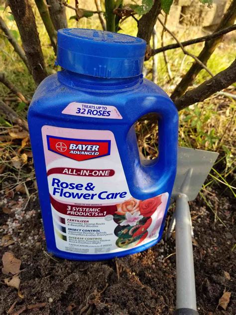 3 Care Tips For Knock Out Roses ~ Southern Gardening Gal Rose Care