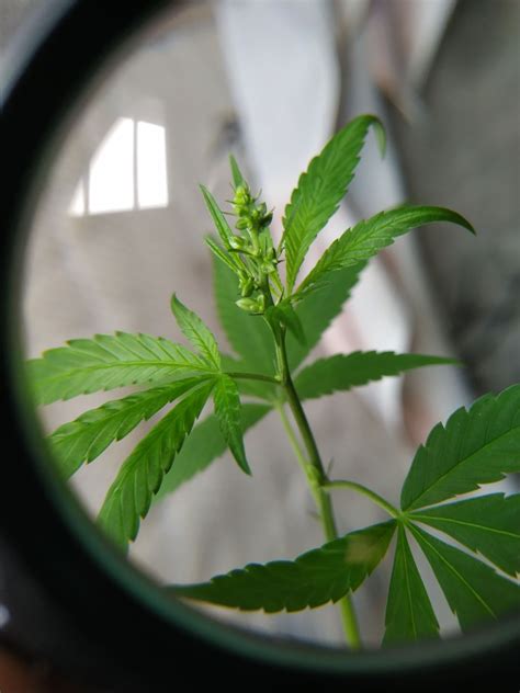 Pé de maconha Fotos e dicas de cultivo Diário Medicinal