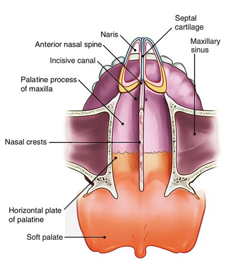 The tissue that covers the wall of your nasal cavity contains many blood vessels. Easy Notes On 【Nasal Cavity】Learn in Just 4 Minutes ...