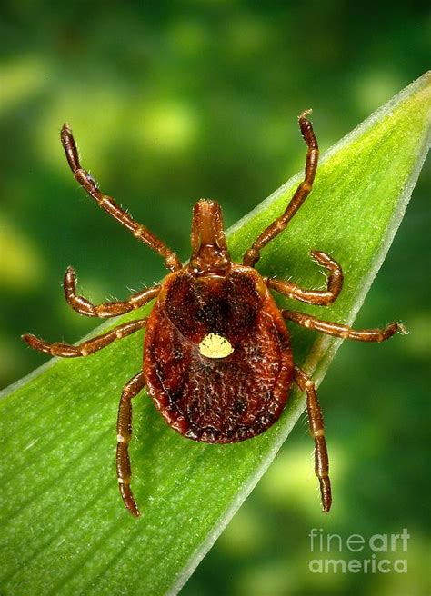 Female Lone Star Tick Photograph By Science Source Pixels