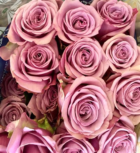 We Always Carry Rosaprima Roses Nothing But The Best For Our Customers