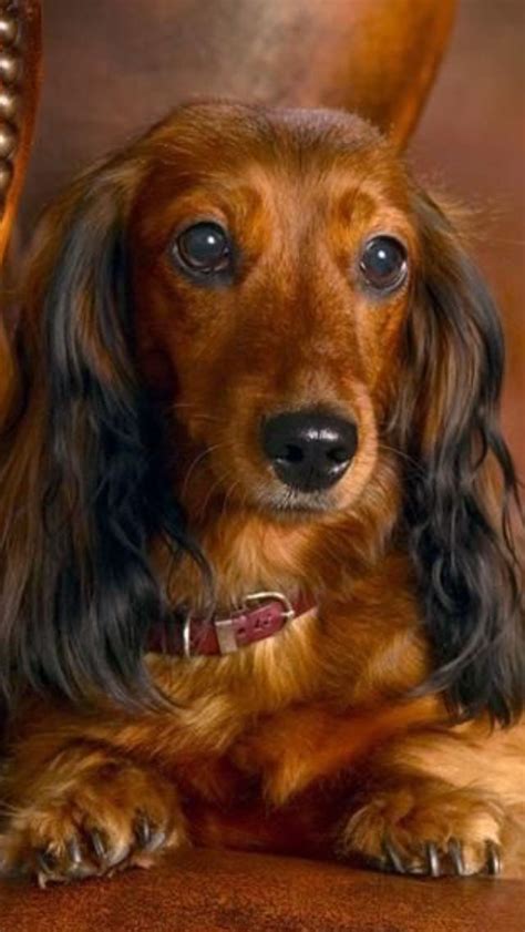 Beautiful Longhair Red Dachshund Dachshund Dog Dogs Dachshund Puppies