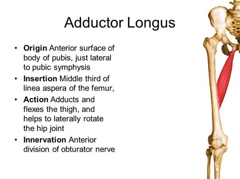 The muscles in the medial compartment of the thigh are collectively known as the hip adductors. adductor longus origin and insertion - Google Search ...