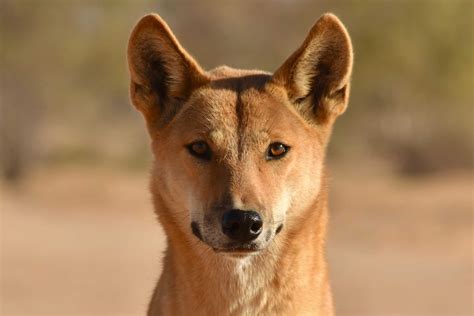 Wild Dog Study Casts Doubt On Notion That Dingoes Are Basically Extinct