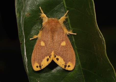 Tussock Moth Euproctis Quadrangularis Nygmiini Lymant Flickr