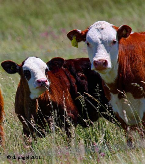 Deltabluez Stockdogs Fat Canadian Cows