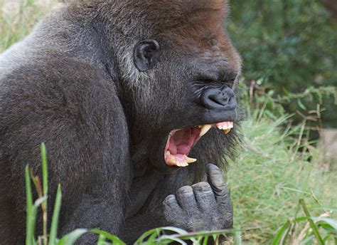Royalty Free Angry Gorilla Pictures Images And Stock Photos Istock