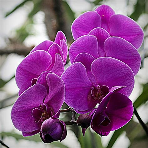 The Phalaenopsis Or Moth Orchid Is The Most Common Orchid Due To Its