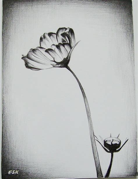 How To Draw Flowers In Pencil