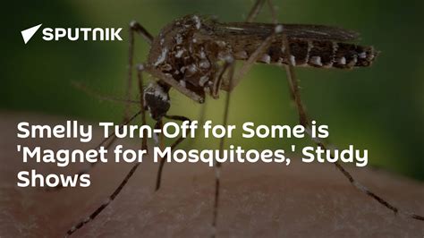 Smelly Turn Off For Some Is Magnet For Mosquitoes Study Shows