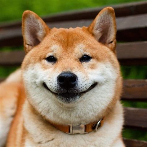 Shiba Inus Doge Meme Dog Breed Funny Doge Meme Shiba Inu Japan Hunt