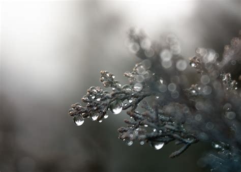 Winter Rain By Sarah Gupta