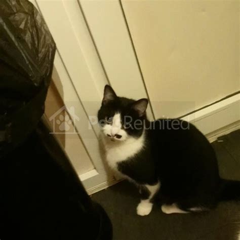 Lost Cat Black Back White Belly Cat Called Jenny Guildford Area