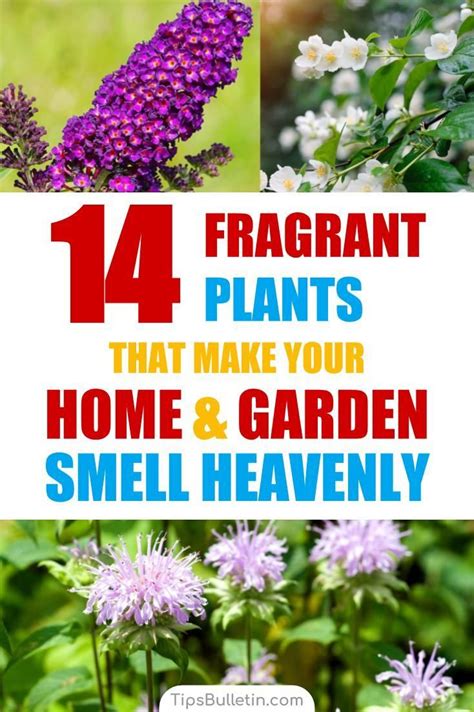 14 Fragrant Plants That Make Your Home And Garden Smell Heavenly