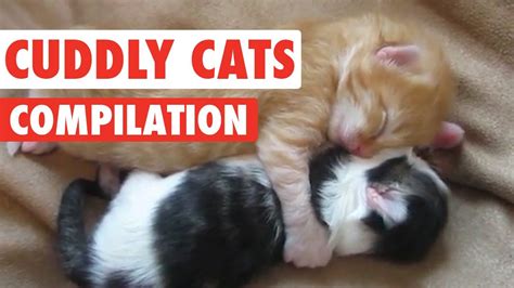 Cuddly Cats Video Compilation 2016 Funny Cute Cats Cat  Cat Cuddle