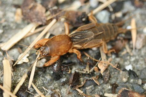 Northern Mole Cricket Insects Of Ohio · Inaturalist