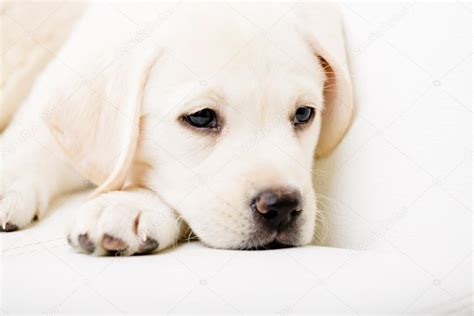 Sad Puppies Images Eiarr6sjag6t6m Select From Premium Sad Puppy Of