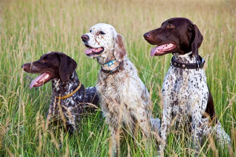 Hunter Dogs Ontario Federation Of Anglers And Hunters