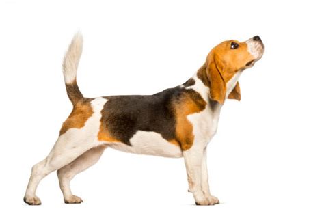 Beagle Standing Stock Photos Pictures And Royalty Free Images Istock